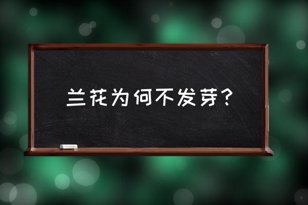 兰花不发新叶是什么原因 兰花为何不发芽？