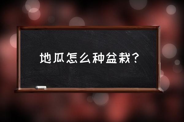 花盆能种出地瓜吗 地瓜怎么种盆栽？