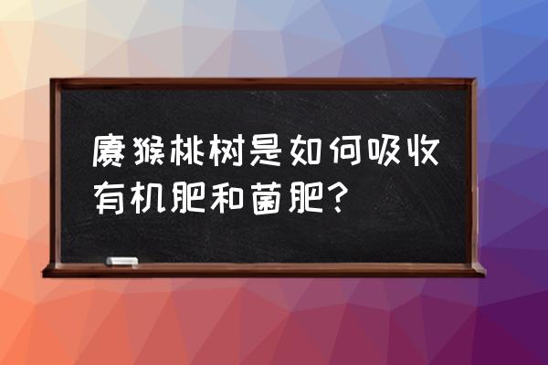 有机肥猕猴桃一亩地用多少 猕猴桃树是如何吸收有机肥和菌肥？