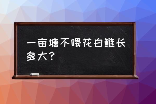 花鲢不吃饲料能长大吗 一亩塘不喂花白鲢长多大？