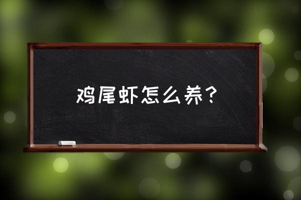 邵阳天气能养围基虾吗 鸡尾虾怎么养？