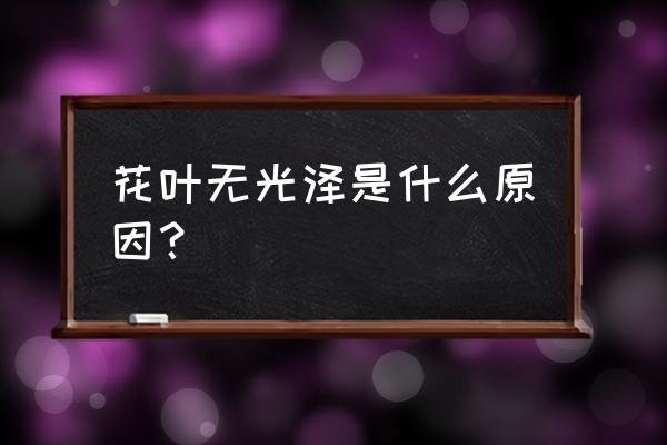 花卉叶子长的不好是缺什么 花叶无光泽是什么原因？