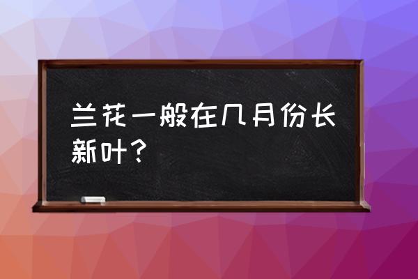 兰花几月发新芽 兰花一般在几月份长新叶？