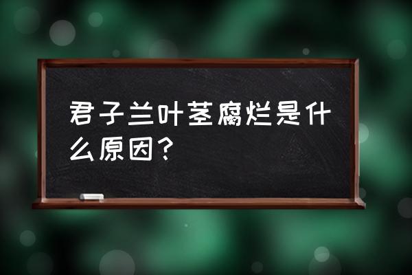 君子兰茎烂没了怎么办 君子兰叶茎腐烂是什么原因？