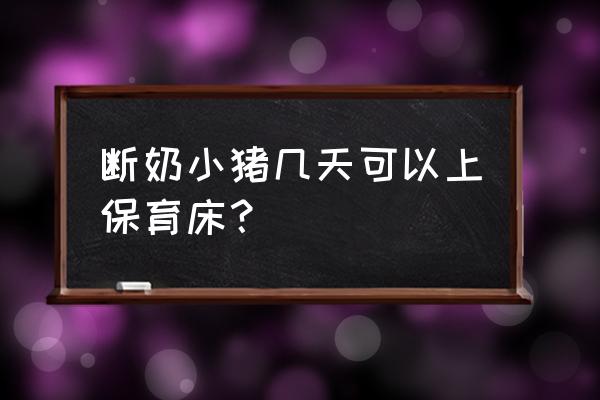 断奶仔猪适应饲料需多长时间 断奶小猪几天可以上保育床？