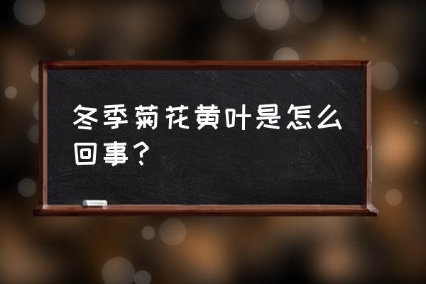 菊花冬天叶子会变黄吗 冬季菊花黄叶是怎么回事？