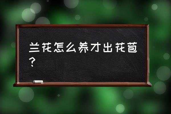 怎样才能让兰花发花芽 兰花怎么养才出花苞？