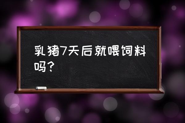 猪仔多少天可以喂饲料 乳猪7天后就喂饲料吗？