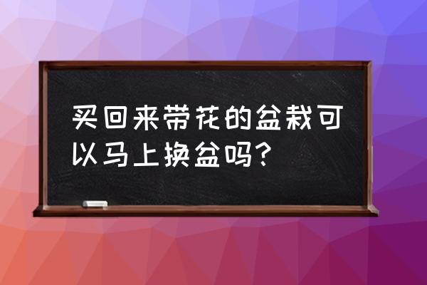 刚买回来的花能不能立即换花盆 买回来带花的盆栽可以马上换盆吗？