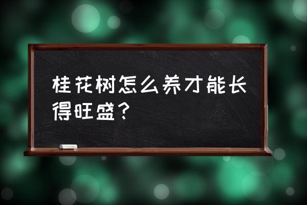 桂花树盆栽怎么养才长得好 桂花树怎么养才能长得旺盛？