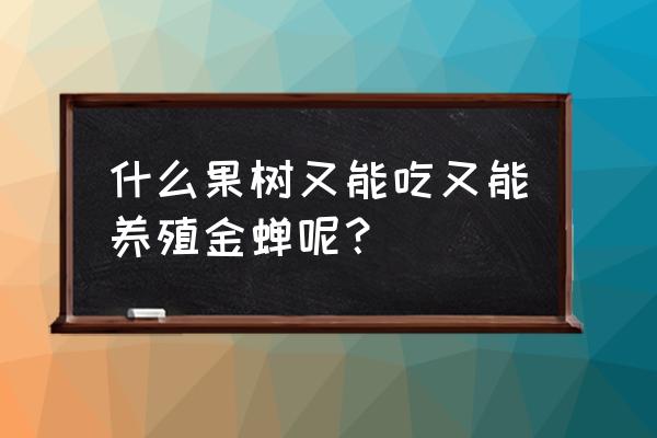 养殖金蝉什么果树最合适 什么果树又能吃又能养殖金蝉呢？