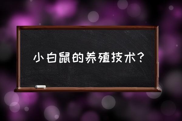 小鼠饲料一般多少目 小白鼠的养殖技术？