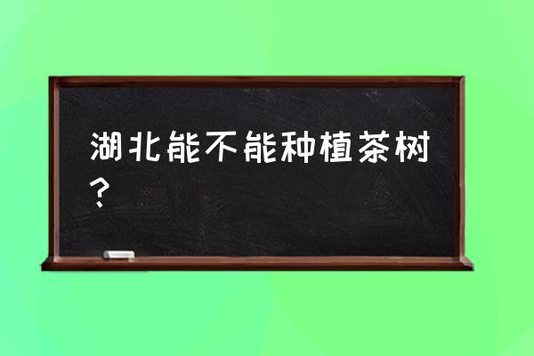 湖北栽茶花可以吗 湖北能不能种植茶树？