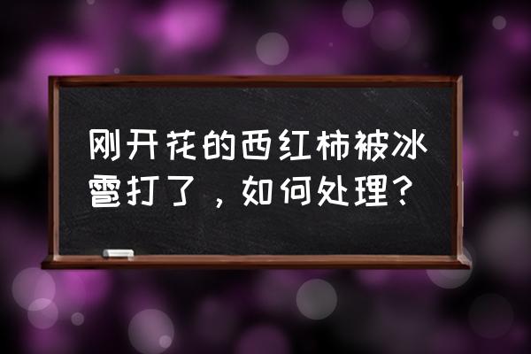 果树花期遇冰雹怎么补救 刚开花的西红柿被冰雹打了，如何处理？