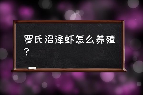 云南有养罗氏沼虾的吗 罗氏沼泽虾怎么养殖？