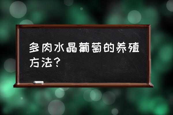 如何在家盆栽种植水晶葡萄 多肉水晶葡萄的养殖方法？