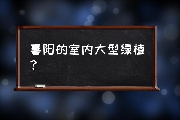 净化空气的室内喜阳植物有哪些 喜阳的室内大型绿植？