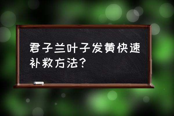 君子兰叶片黄了怎么办 君子兰叶子发黄快速补救方法？