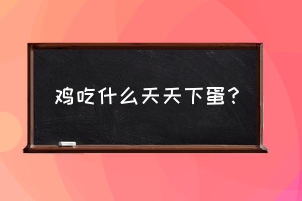 鸡吃什么下蛋多饲料 鸡吃什么天天下蛋？