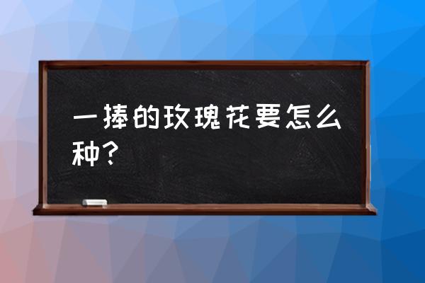 一束的玫瑰花怎么种 一捧的玫瑰花要怎么种？