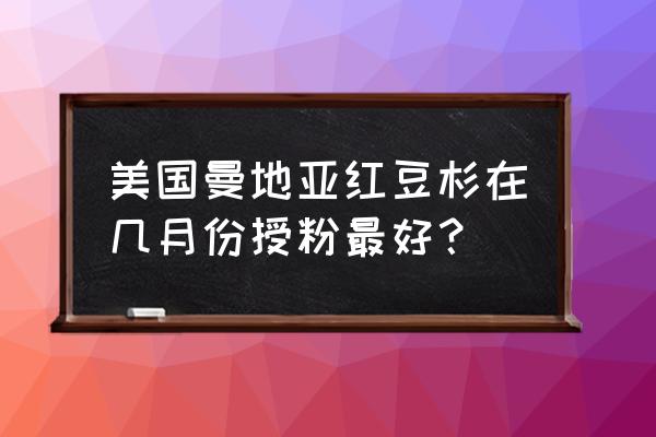 曼地亚红豆杉怎么快速生长 美国曼地亚红豆杉在几月份授粉最好？