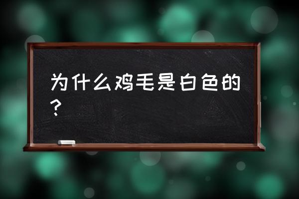 乌鸡是白羽毛吗 为什么鸡毛是白色的？