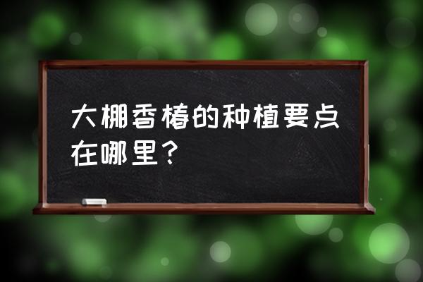 冬天的香椿哪里产 大棚香椿的种植要点在哪里？