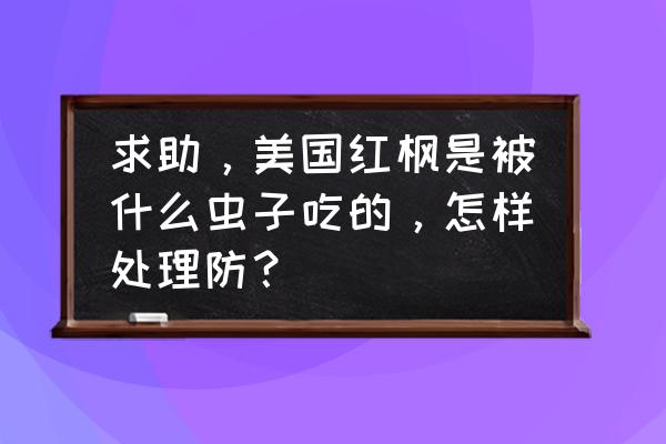 为什么无花果树叶有红色的小虫 求助，美国红枫是被什么虫子吃的，怎样处理防？