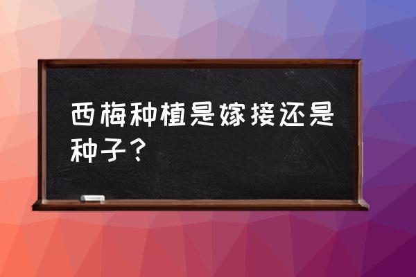 西梅可以盆栽吗怎么栽成活率高 西梅种植是嫁接还是种子？