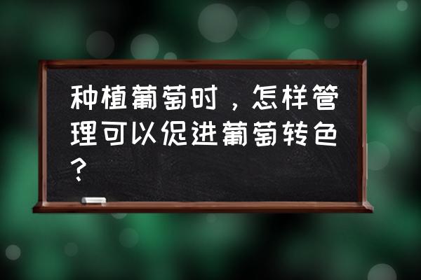 葡萄怎么转色又快又好 种植葡萄时，怎样管理可以促进葡萄转色？