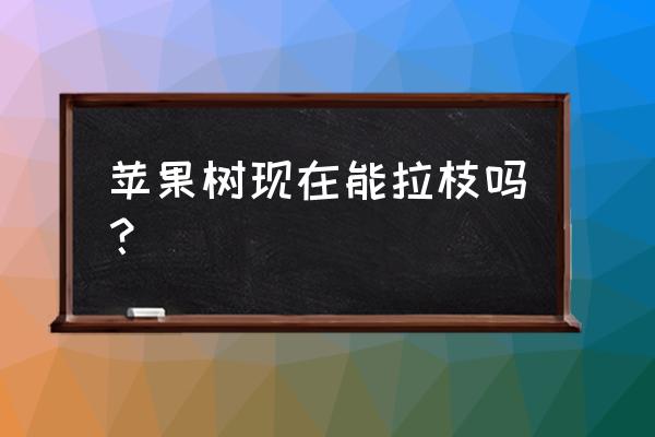 苹果树怎么能快速长粗 苹果树现在能拉枝吗？