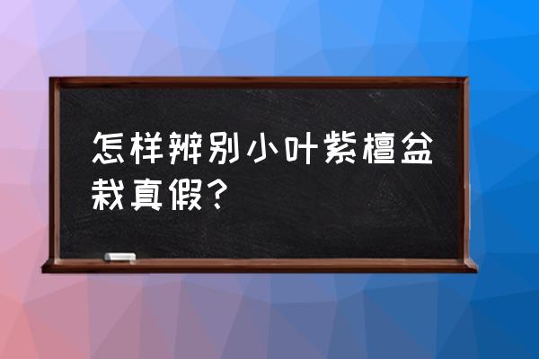 小叶紫檀真假图片对比 怎样辨别小叶紫檀盆栽真假？