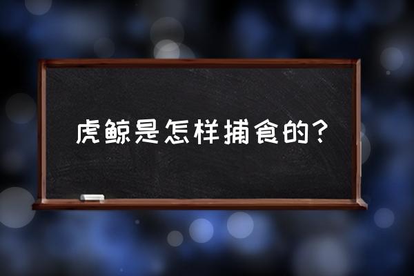 儿童简笔画海狮怎么画 虎鲸是怎样捕食的？