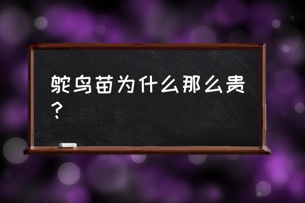 鸵鸟专用孵化机 鸵鸟苗为什么那么贵？