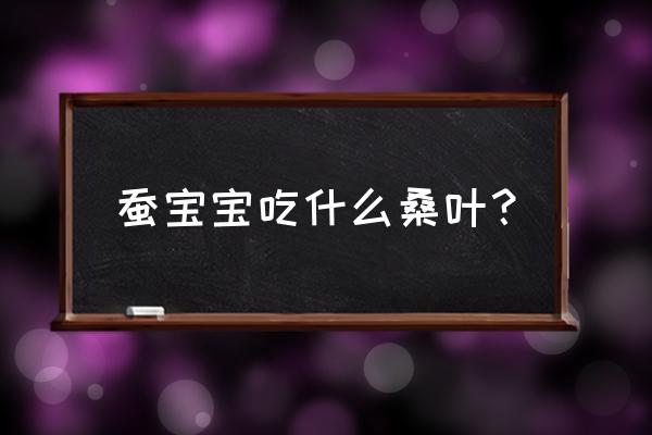 蚕宝宝喂桑叶正确方法 蚕宝宝吃什么桑叶？