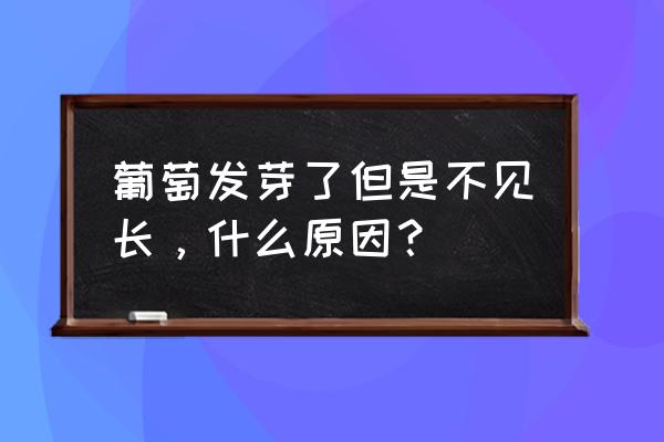 葡萄树发芽不长个咋办 葡萄发芽了但是不见长，什么原因？