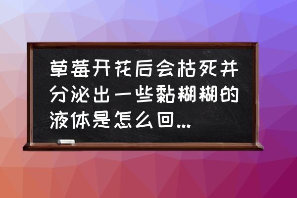 怎样判断草莓是水过多还是水过少 草莓开花后会枯死并分泌出一些黏糊糊的液体是怎么回事？应该怎么防治？