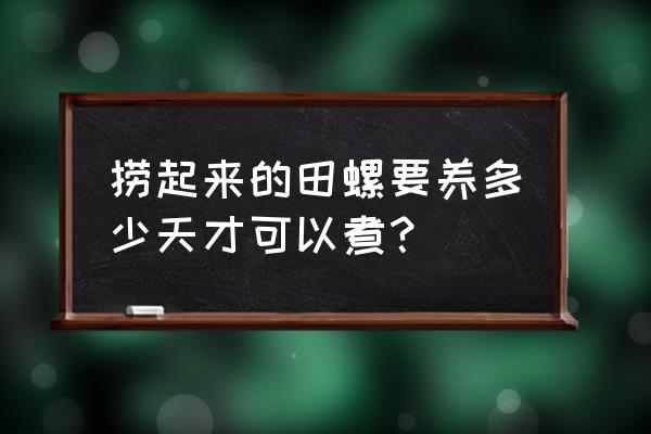 田螺买回来怎么养两三天 捞起来的田螺要养多少天才可以煮？