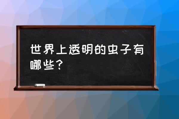 蜜蜂图片素材透明 世界上透明的虫子有哪些？