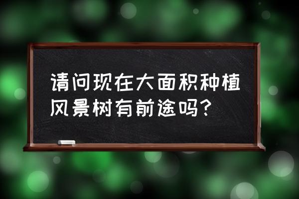 种黄花槐好不好 请问现在大面积种植风景树有前途吗？