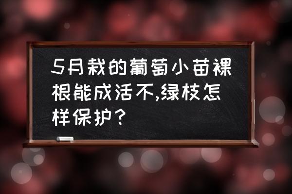 葡萄4月份刚刚再发芽要怎么管理 5月栽的葡萄小苗裸根能成活不,绿枝怎样保护？