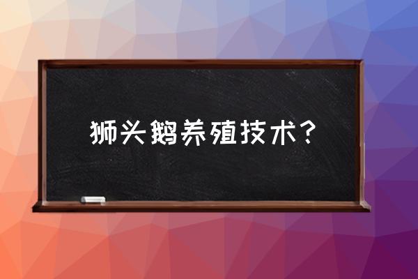 养大鹅最佳方法 狮头鹅养殖技术？