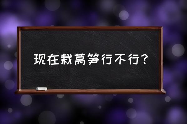 红莴笋怎样种植才肥大 现在栽莴笋行不行？