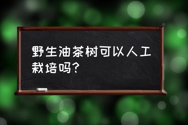 茶果怎样育苗 野生油茶树可以人工栽培吗？