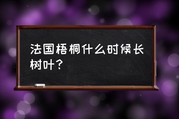 怎样培育速生法桐小苗 法国梧桐什么时候长树叶？