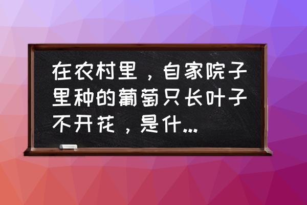 葡萄树光长叶不开花 在农村里，自家院子里种的葡萄只长叶子不开花，是什么原因？