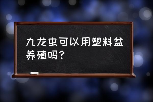 九龙虫怎么养殖 九龙虫可以用塑料盆养殖吗？