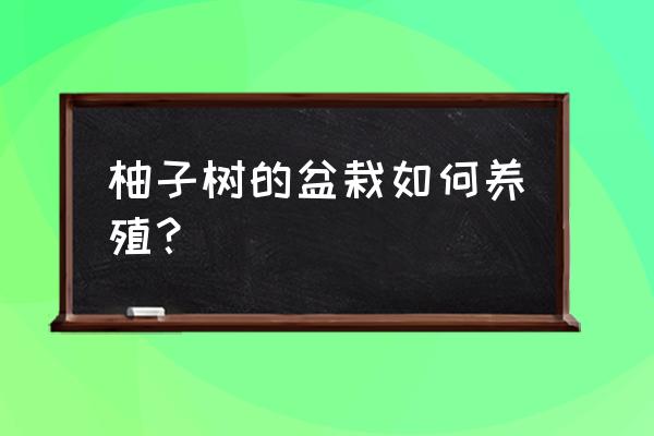 怎么做一个柚子盆栽 柚子树的盆栽如何养殖？