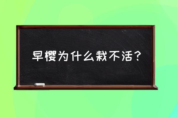 樱花叶子发黄怎么补救 早樱为什么栽不活？