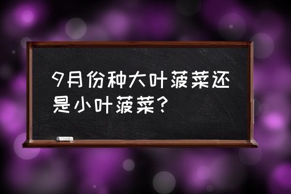 秋菠菜的家庭种植方法 9月份种大叶菠菜还是小叶菠菜？